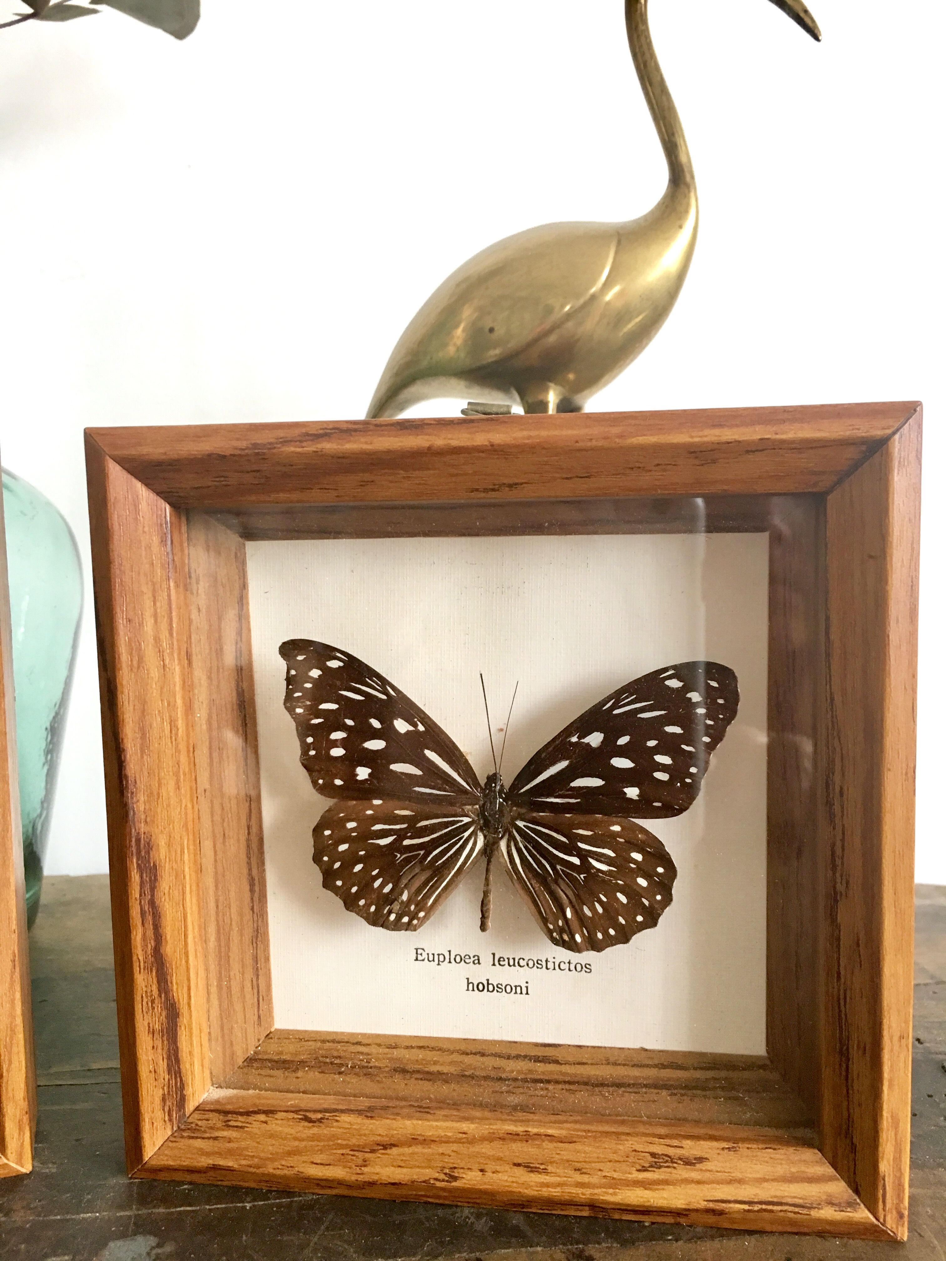 Lot of 2 frames naturalized butterflies