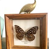 Lot of 2 frames naturalized butterflies