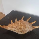 Very large exotic collector's shell