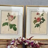 2 lithographies encadrées Rosiers P.J. Redouté