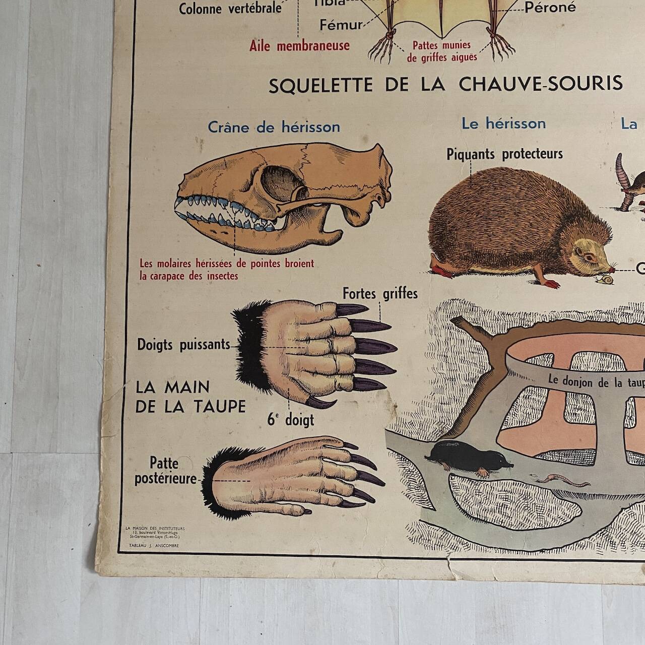 Vintage school poster The insectivorous animals / Rabbit