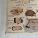 Vintage school poster The insectivorous animals / Rabbit