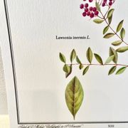 Botanical plate – Henna – Louis Pariente, 1986
