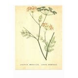 Old illustration 1959 - Fennel - Vintage herbarium illustration