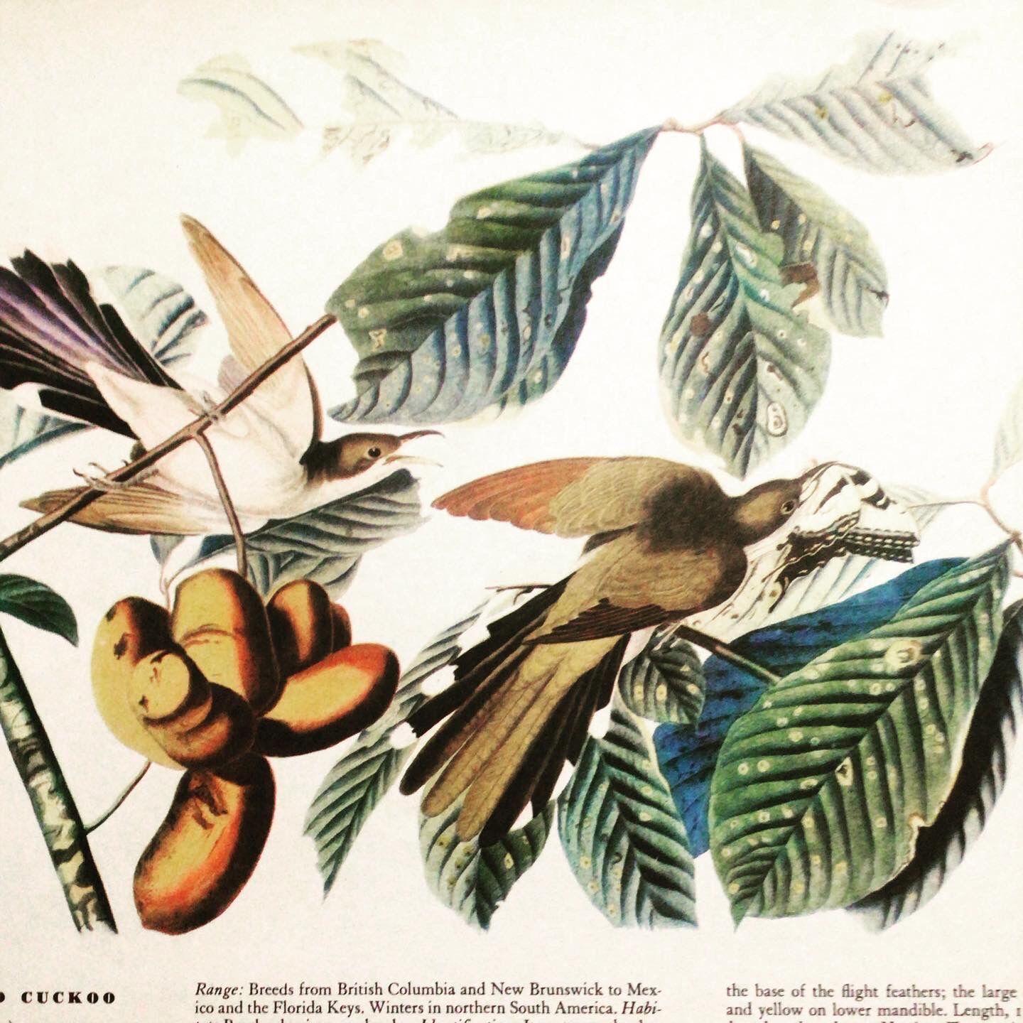 Planche ornithologique sous verre