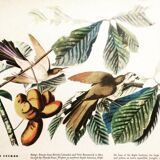 Ornithological board under glass