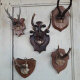 Set of 5 trophies horns