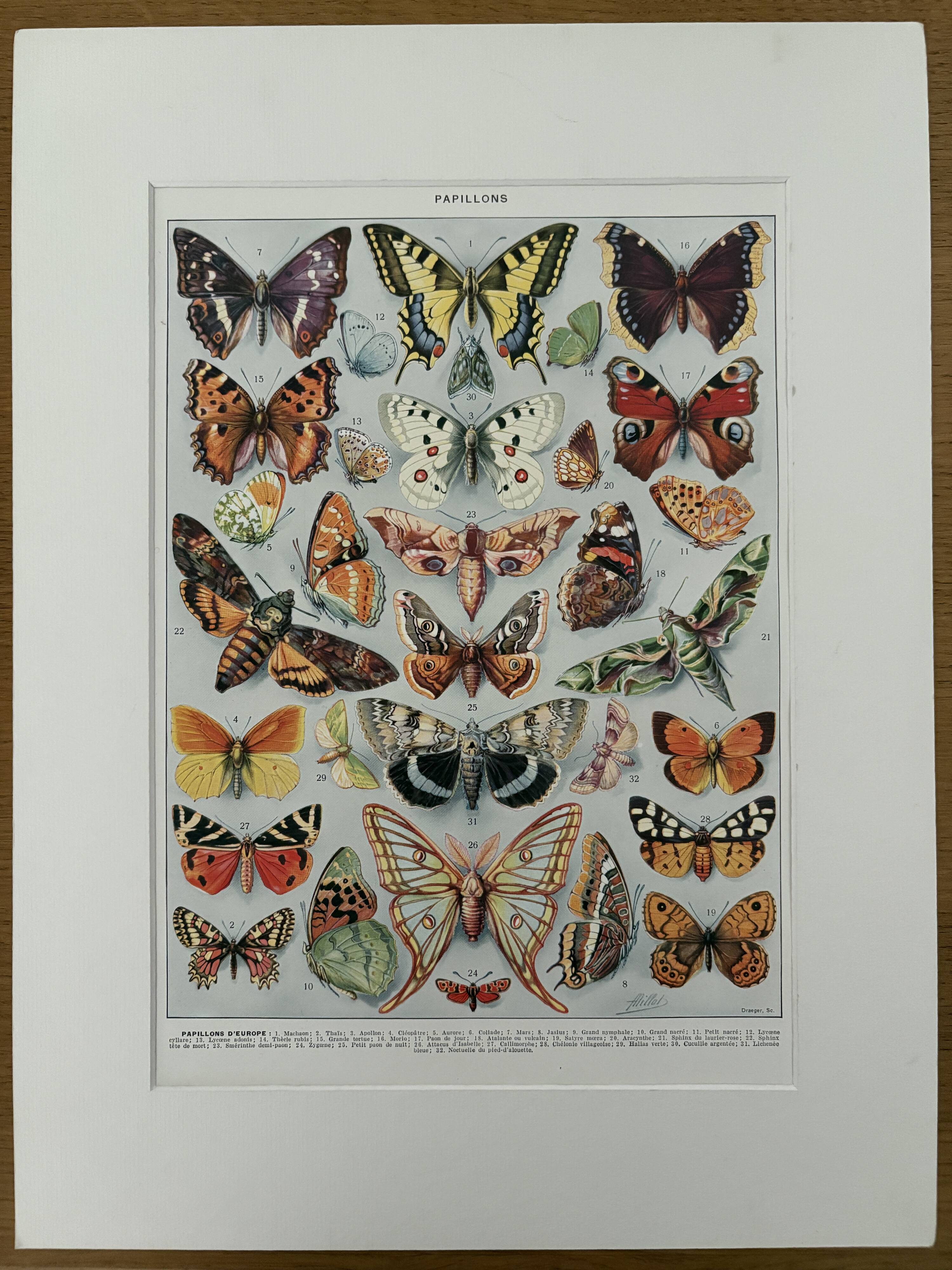 Illustrated plate on butterflies (Europe) - 1930