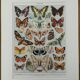 Planche illustrée sur les papillons (Europe) - 1930