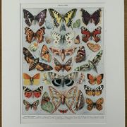Planche illustrée sur les papillons (Europe) - 1930