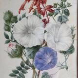 Cadre du début du XIXème siècle, bouquet de fleurs sauvages, signé, élève de Pierre-Joseph Redouté