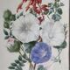 Cadre du début du XIXème siècle, bouquet de fleurs sauvages, signé, élève de Pierre-Joseph Redouté