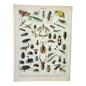 Old engraving 1898, Insects 1, entomology • Lithograph, Original plate