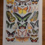 Original lithographs on butterflies