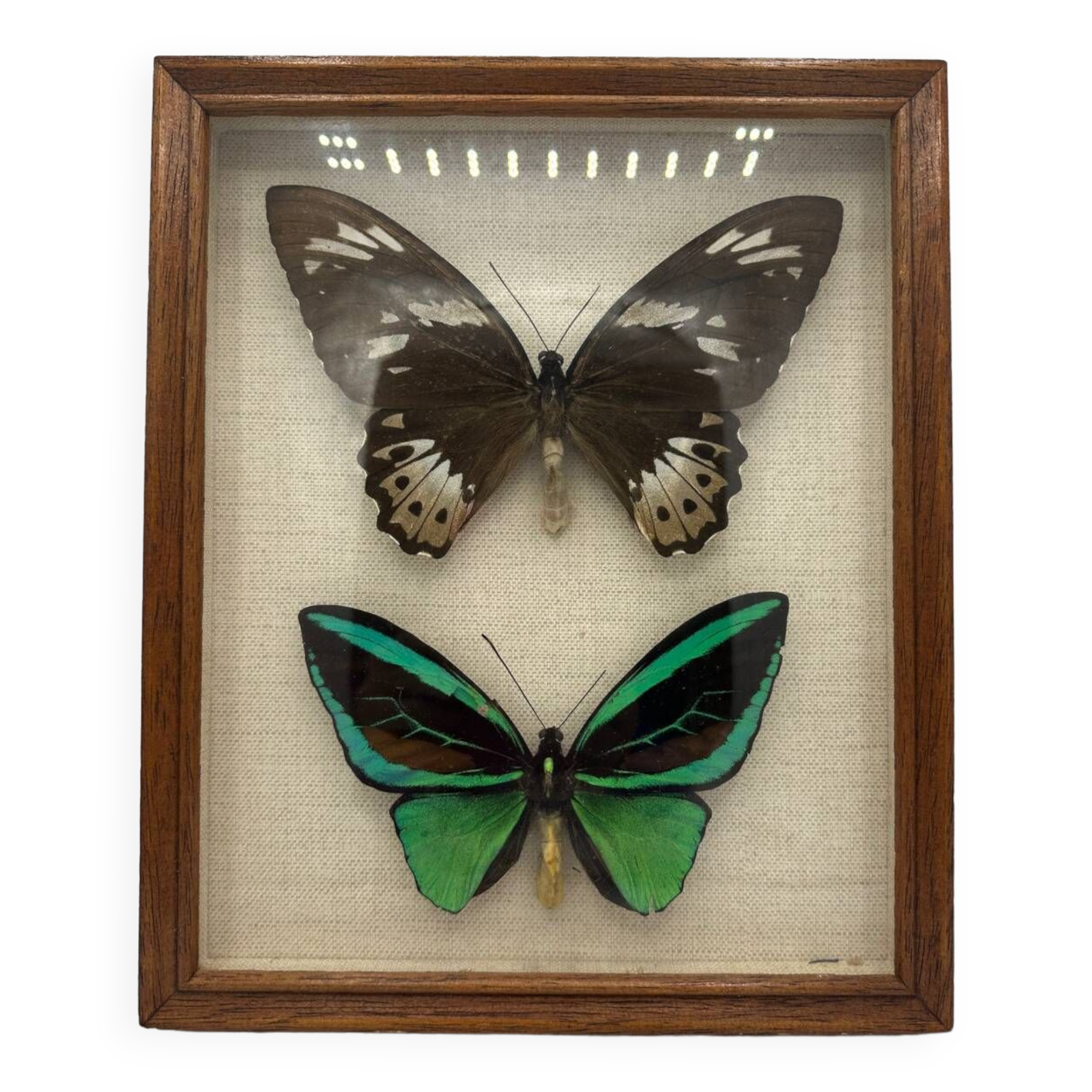 Vintage butterflies frame
