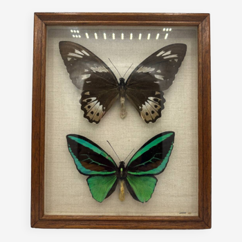 Vintage butterflies frame