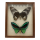 Vintage butterflies frame