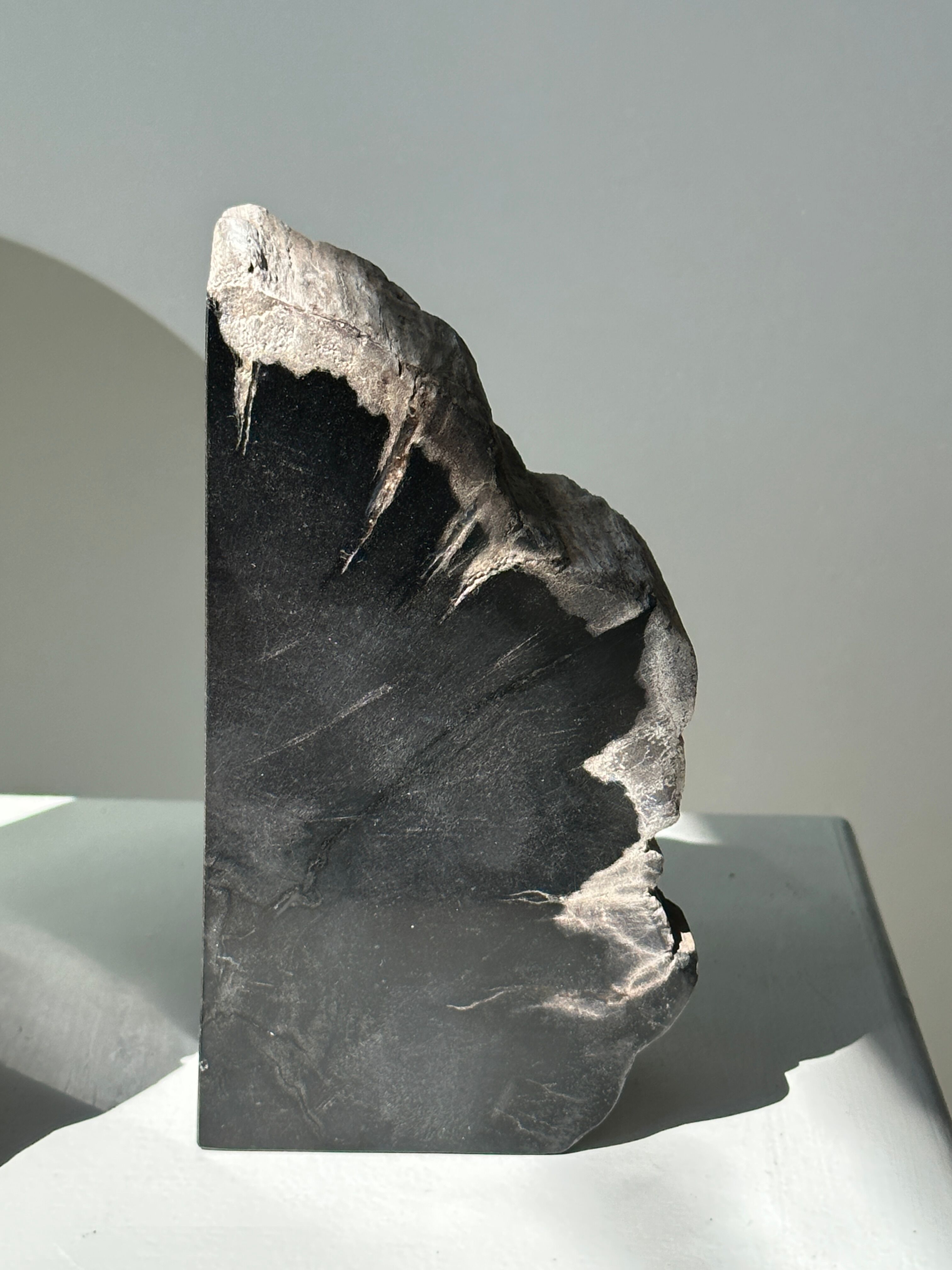 Black petrified wood bookend H17 L17 P6