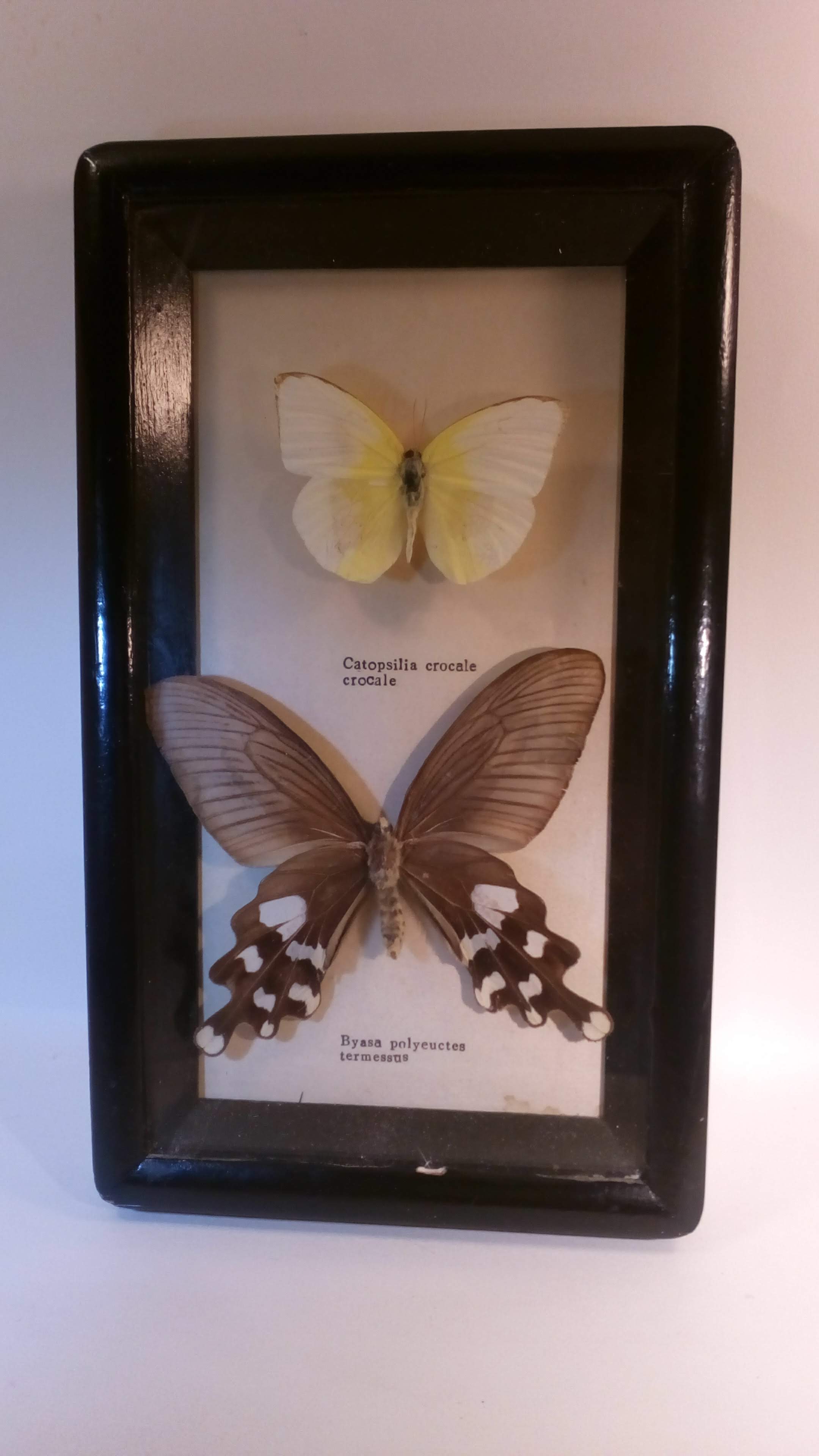 Duo of butterflies under glass