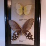 Duo of butterflies under glass