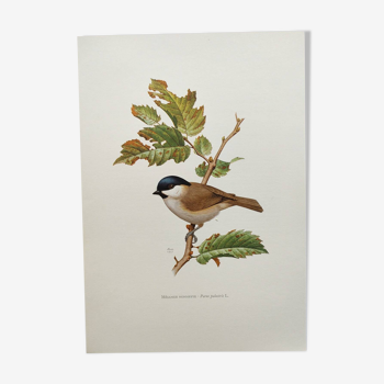 Planche oiseau des années 60 - La Mésange Nonnette - Ornithologie vintage