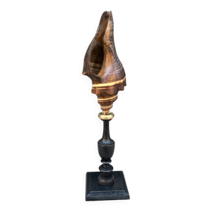 Ancien coquillage sur - bois