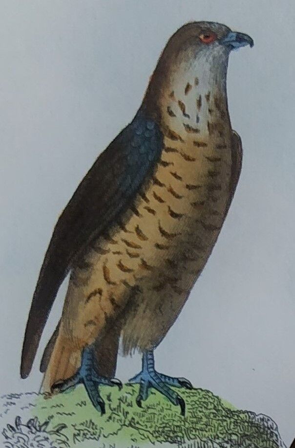 Original Ornithological Plate "Sacred Falcon - Hobby - &c..." Buffon 1836