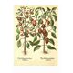 Illustration ancienne 1959 - Poivriers et fruits. planche Vintage botanique