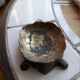 Vintage brass pocket tray in the shape of a turtle