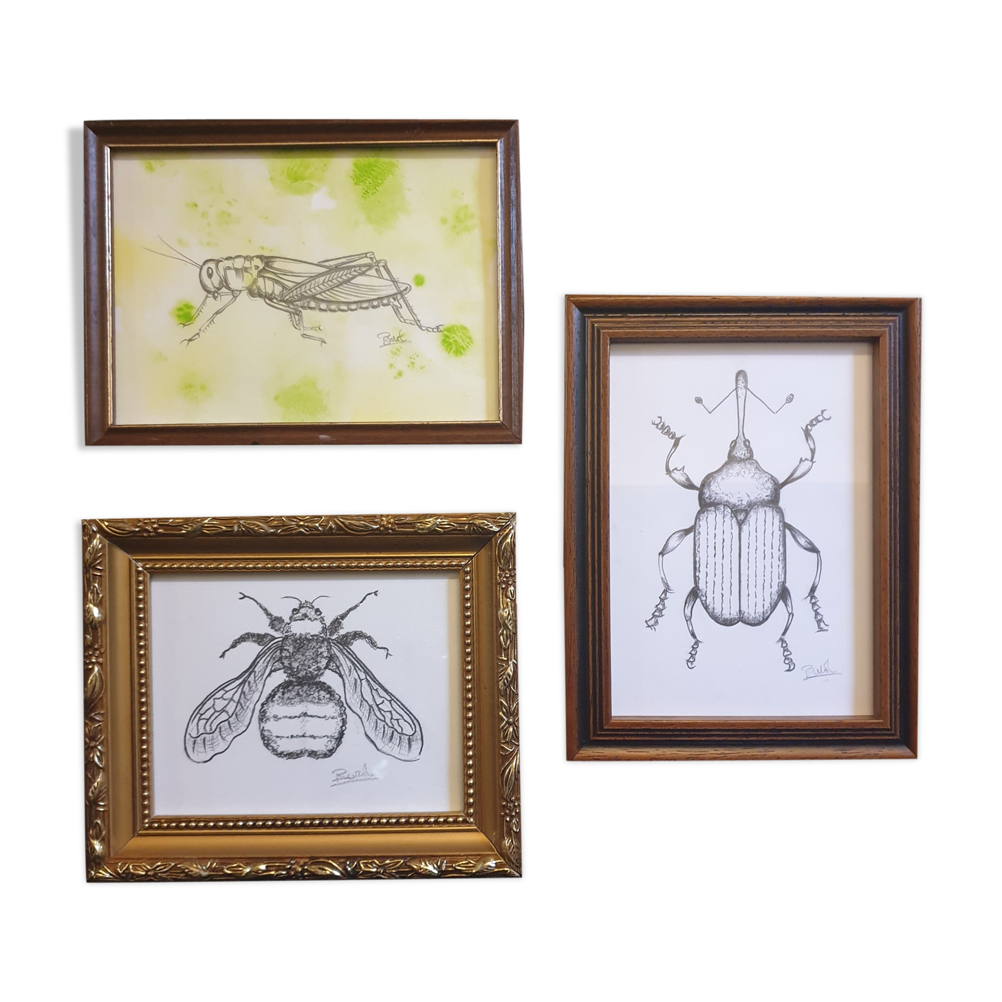 Set of 3 insect sketches