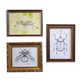Ensemble de 3 esquisses d'insectes