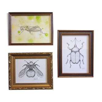 Ensemble de 3 esquisses d'insectes