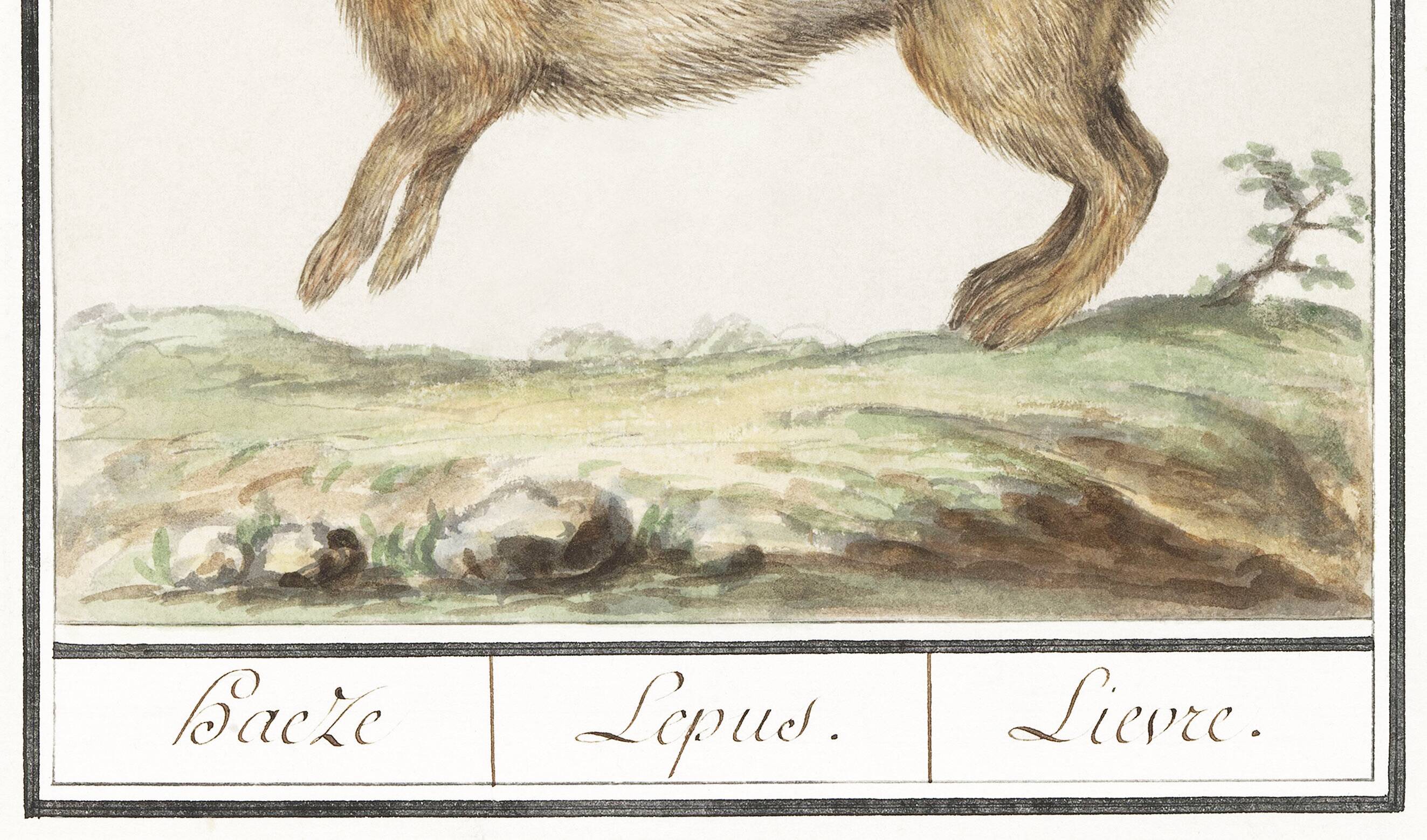 Small poster about the hare, after an old engraving from 1610.