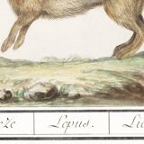 Small poster about the hare, after an old engraving from 1610.