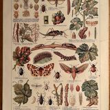 Lithograph on the vine of 1921 (XL)