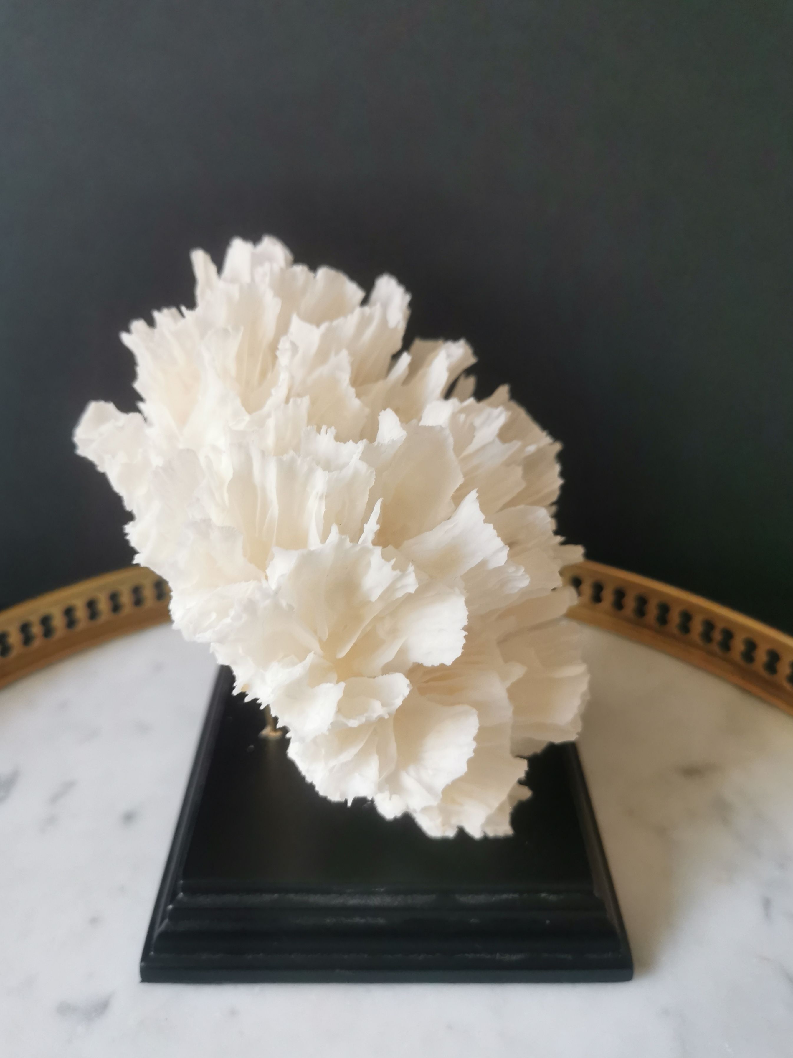 Old coral lace on black wood base. h. 12.5cm
