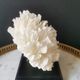 Old coral lace on black wood base. h. 12.5cm