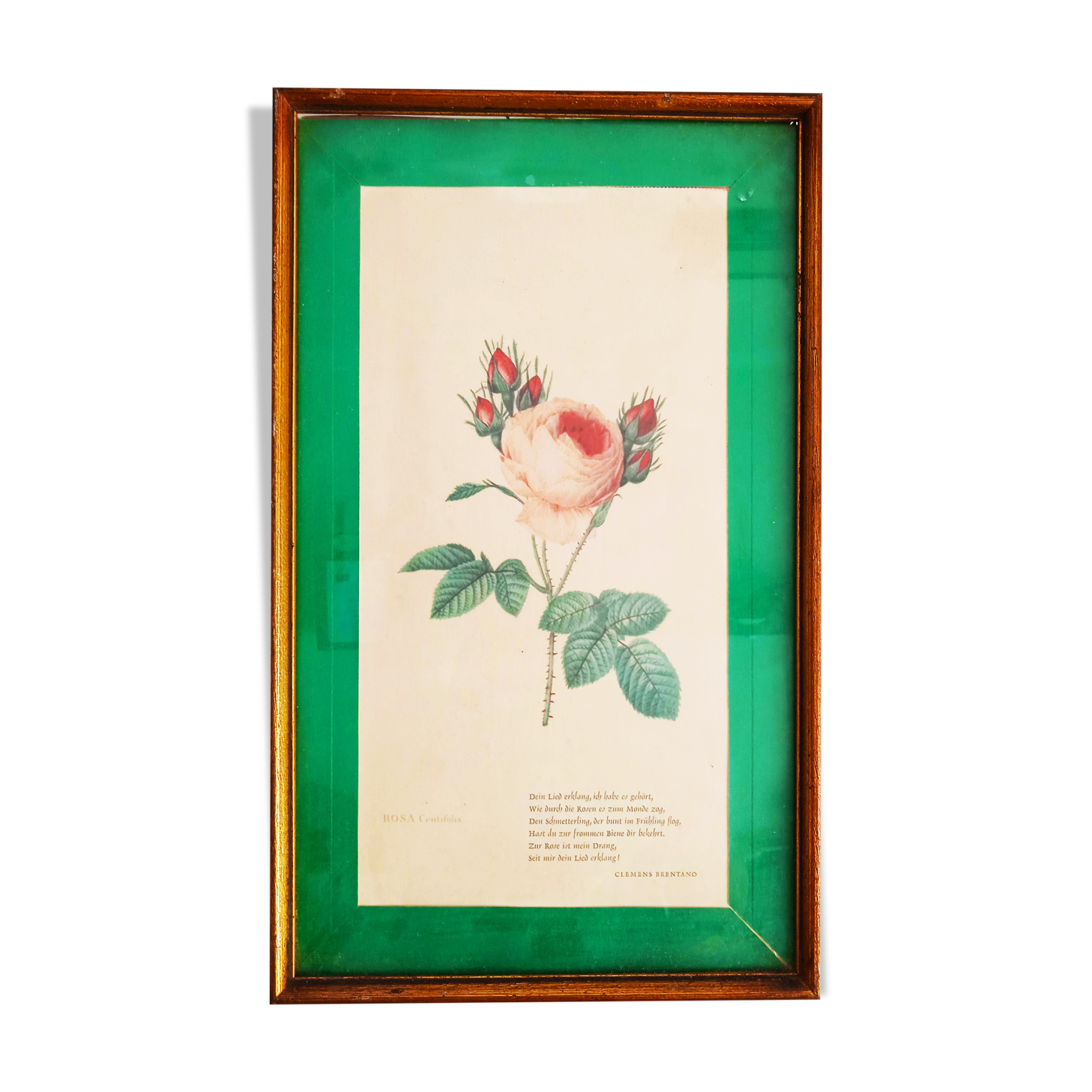 Illustration botanique de Rosa Centifolia