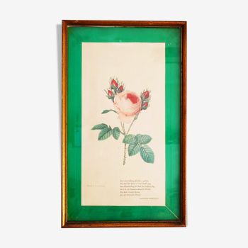 Botanical Rosa Centifolia illustration