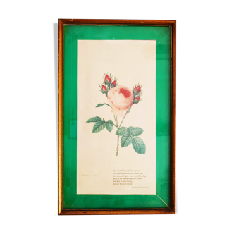 Illustration botanique de Rosa Centifolia