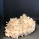 Ancient coral