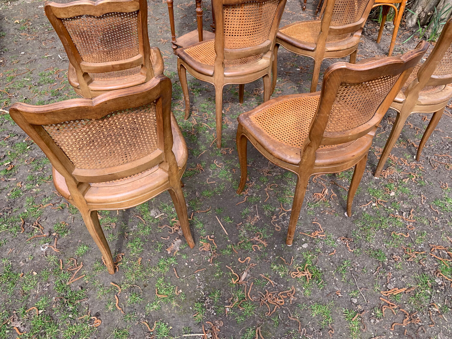 Lot de 6 chaises Louis Philippe cannées époque 19ème