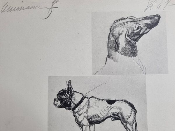 Planche illustrée, Études de chiens, signée André Margat, 1930