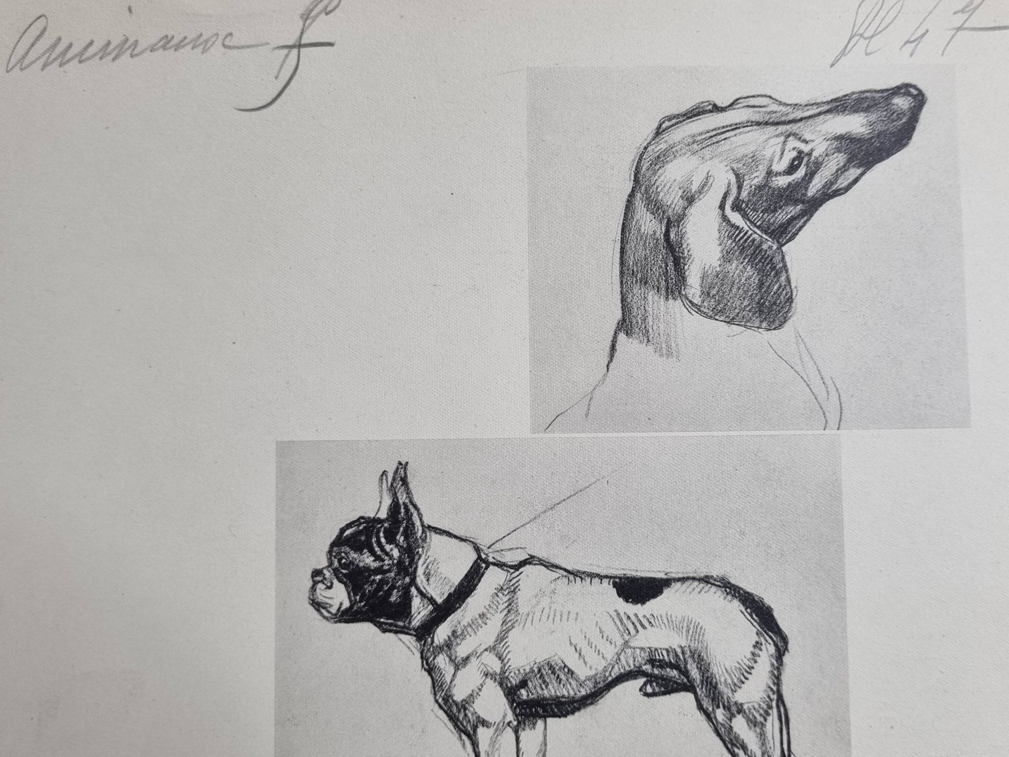 Planche illustrée, Études de chiens, signée André Margat, 1930