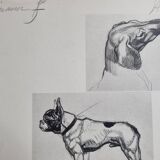 Illustrated plate, Studies of dogs, signed André Margat, 1930, 30 x 40 cm