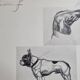 Illustrated plate, Studies of dogs, signed André Margat, 1930, 30 x 40 cm