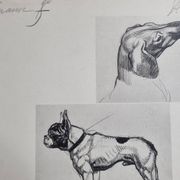 Planche illustrée, Études de chiens, signée André Margat, 1930