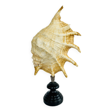 Shellfish