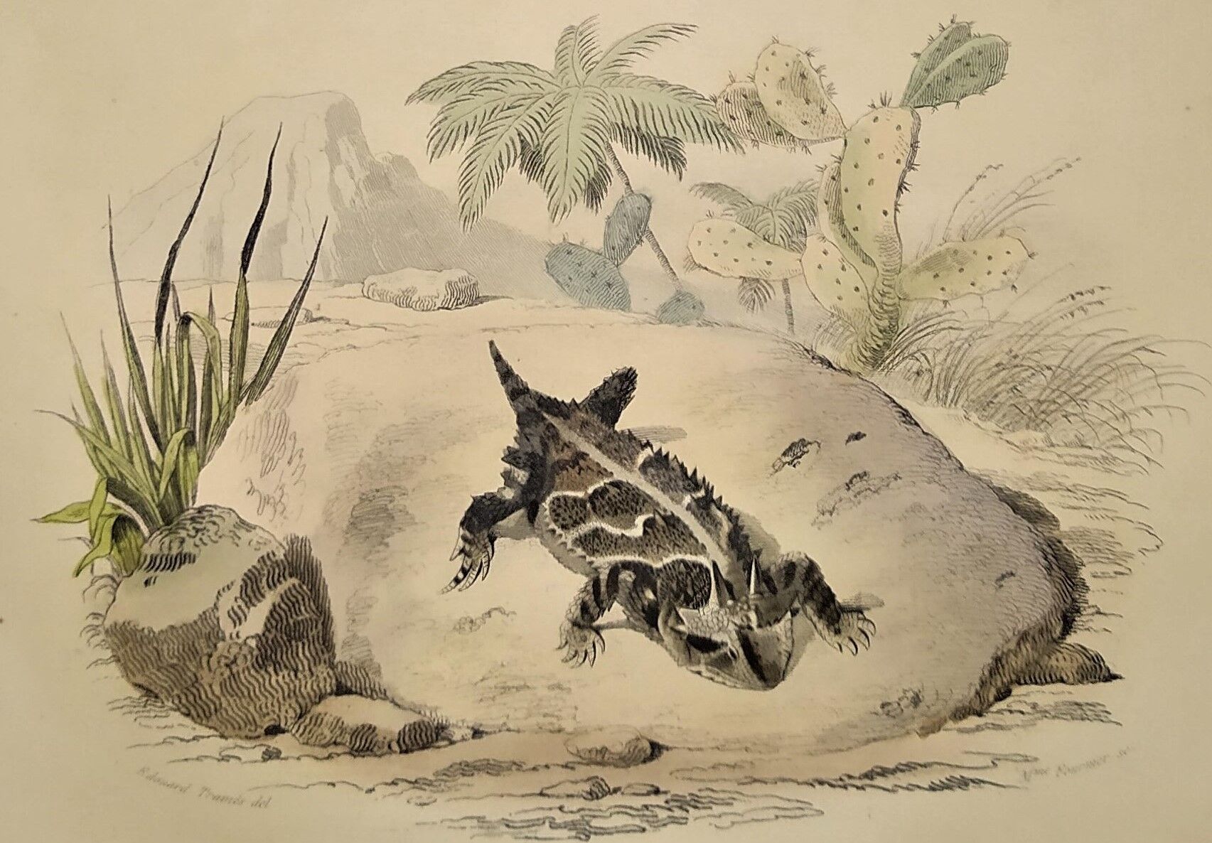 Original zoological plate of 1839 " la tête plate & le tapaye "