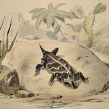 Planche zoologique originale de 1839 " la tête plate & le tapaye "